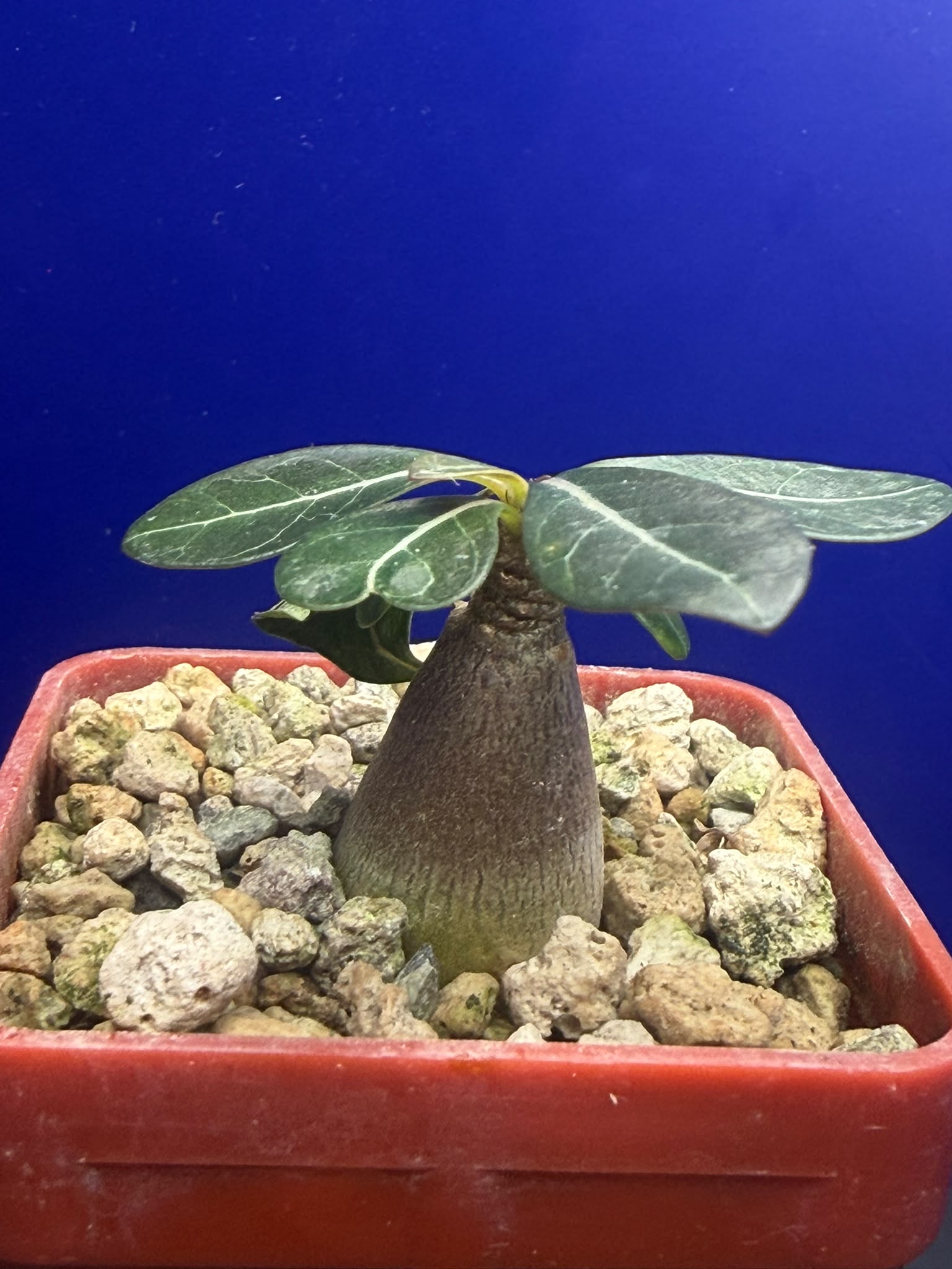 Adenium socotranum with a swollen caudex and broad leaves in a red pot