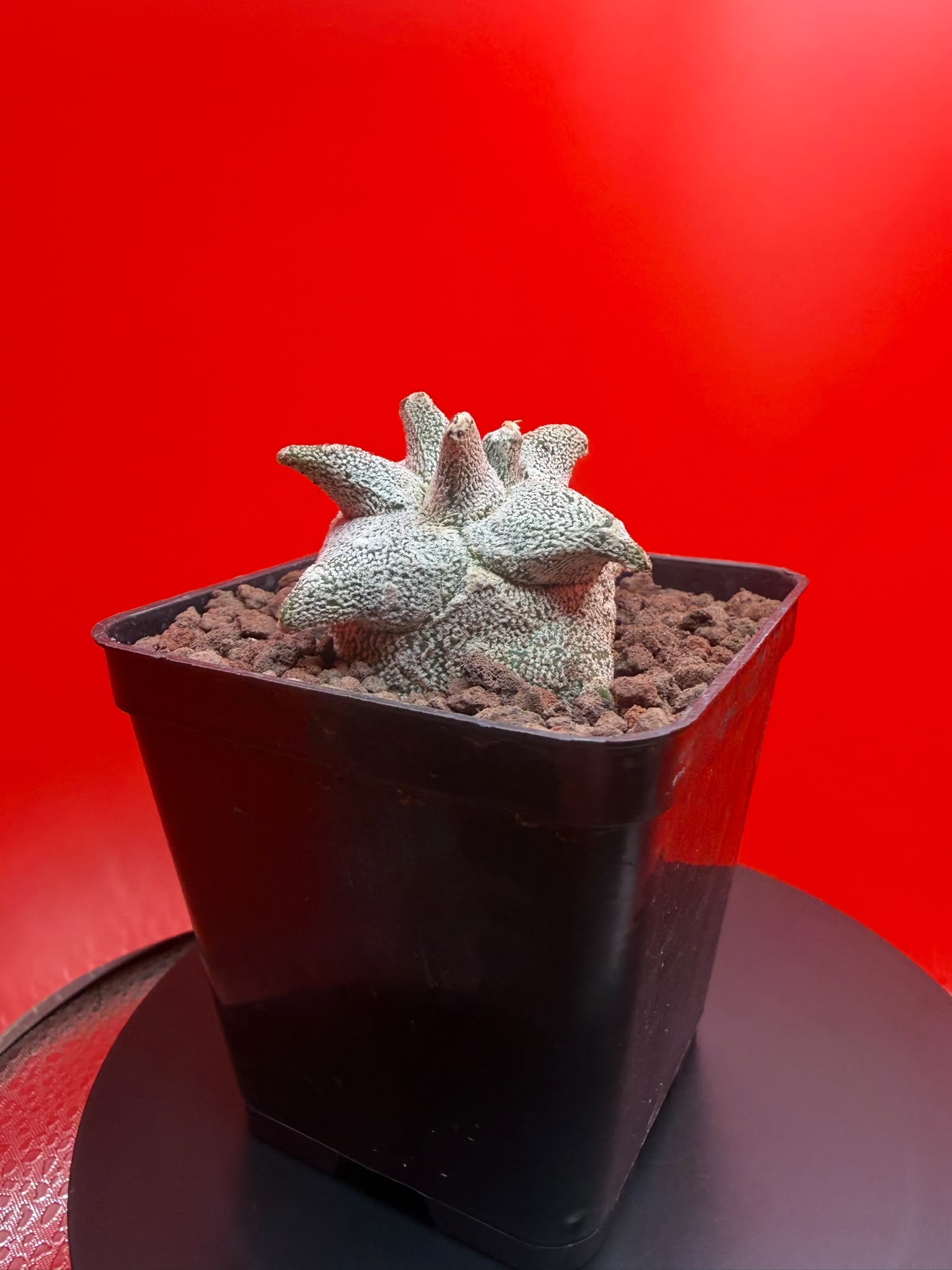 Astrophytum Kikko in a black square pot against a red background