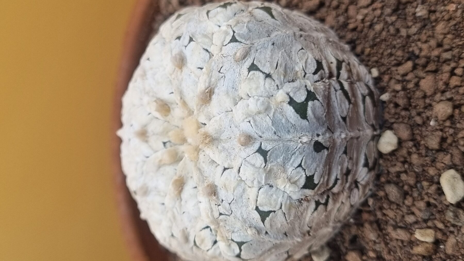 Astrophytum collection source photograph 01