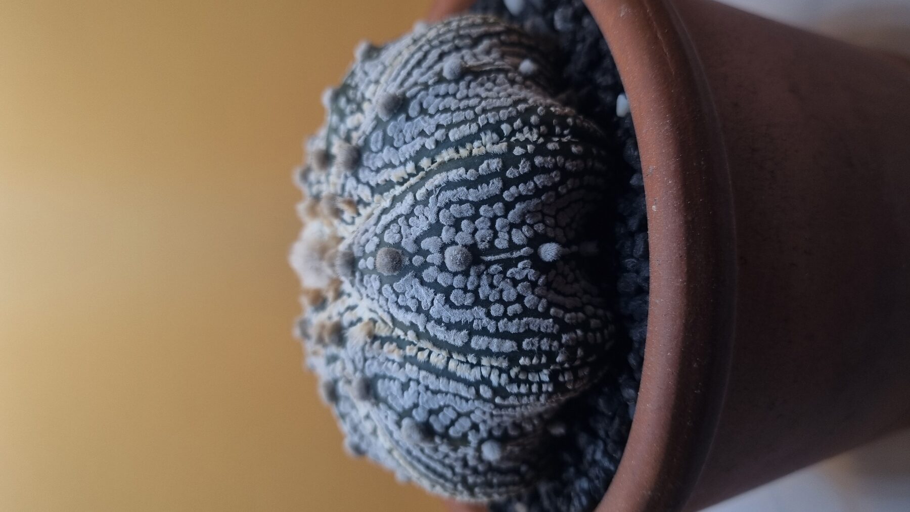 Astrophytum collection source photograph 02