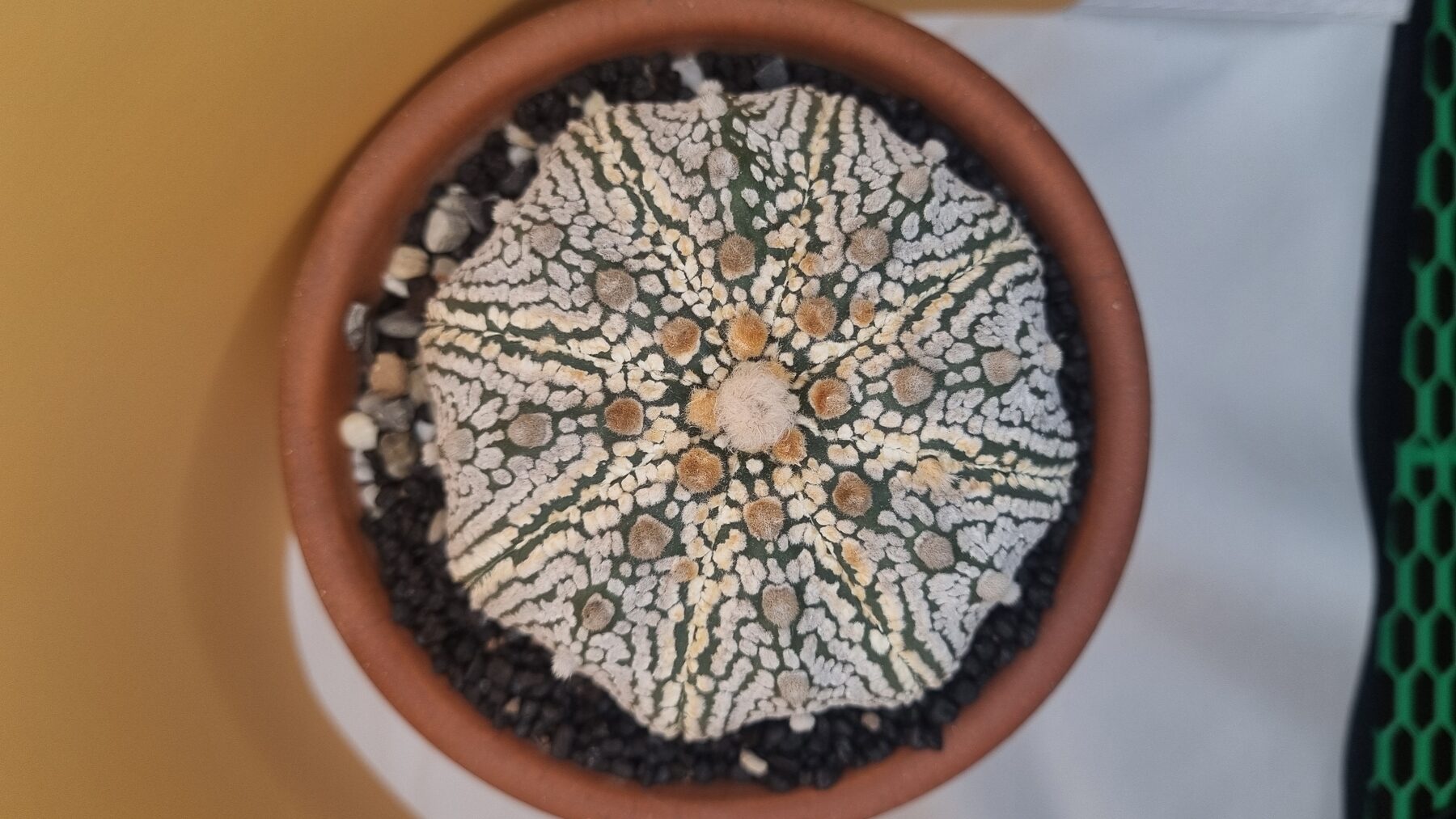 Astrophytum collection source photograph 03