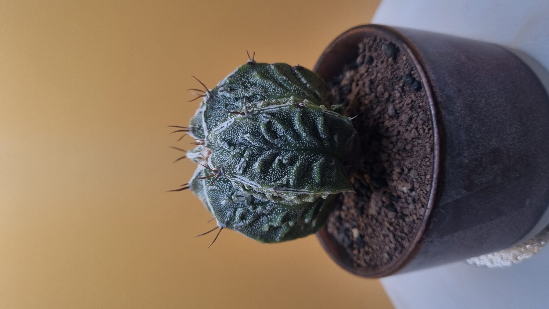 Astrophytum collection source photograph 04