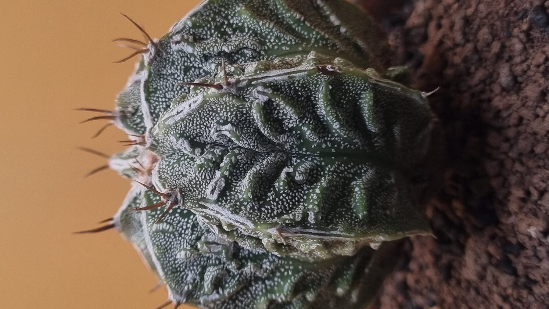 Astrophytum collection source photograph 05