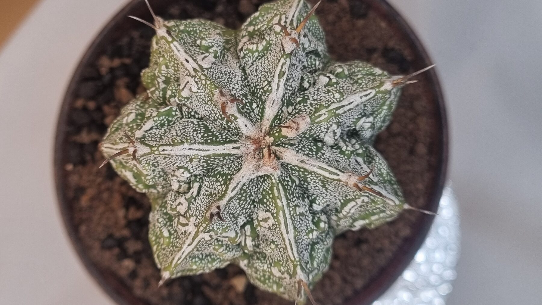 Astrophytum collection source photograph 06