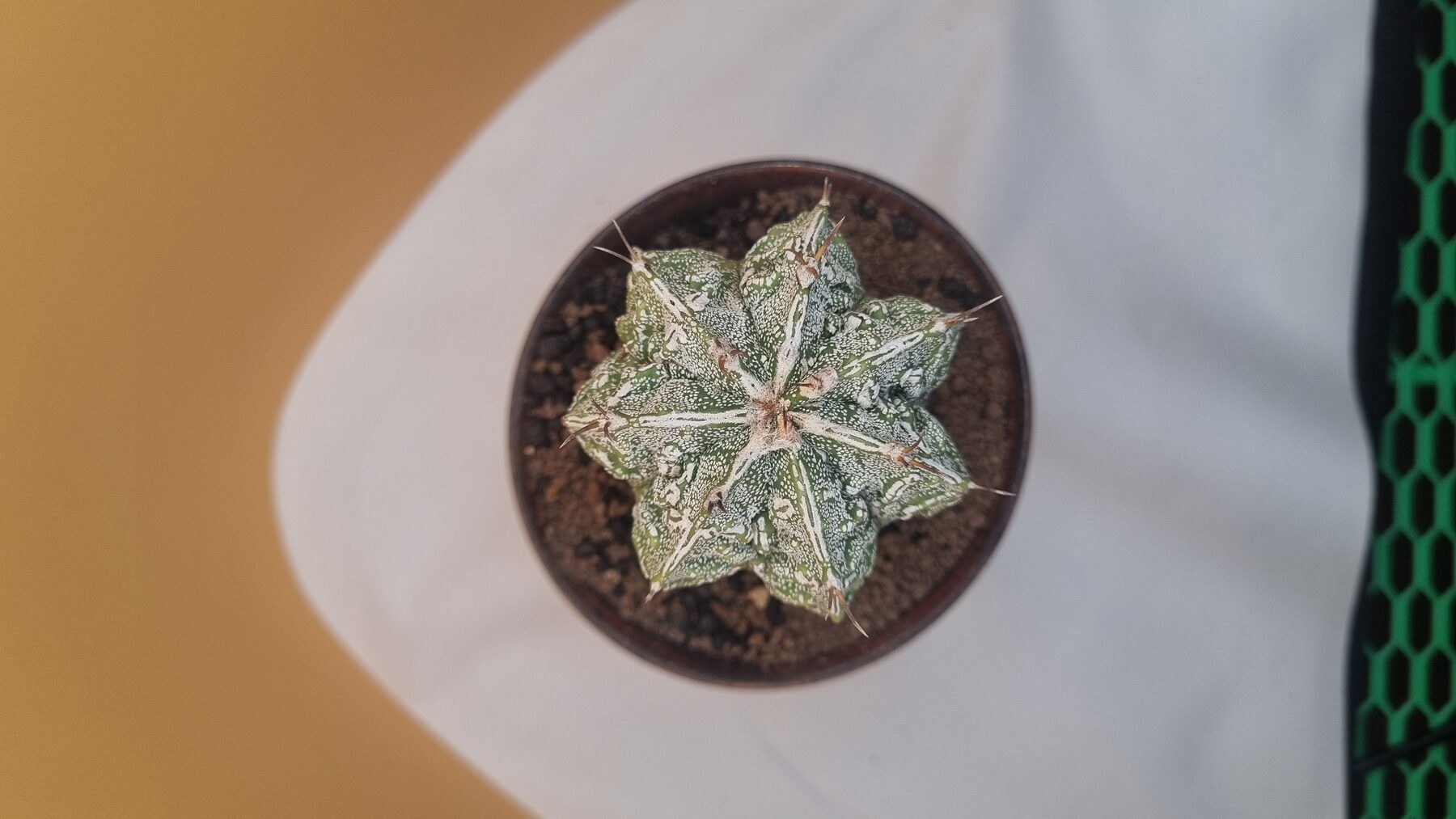 Astrophytum collection source photograph 07