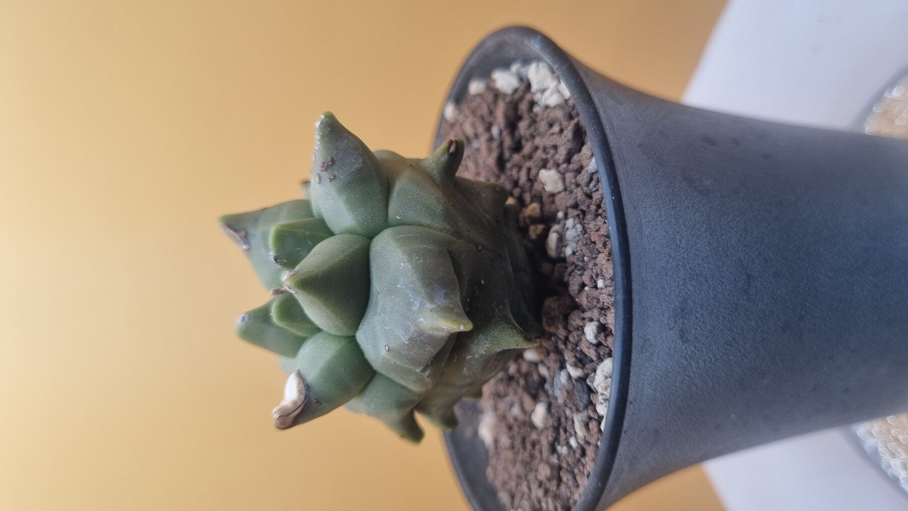 Astrophytum collection source photograph 08