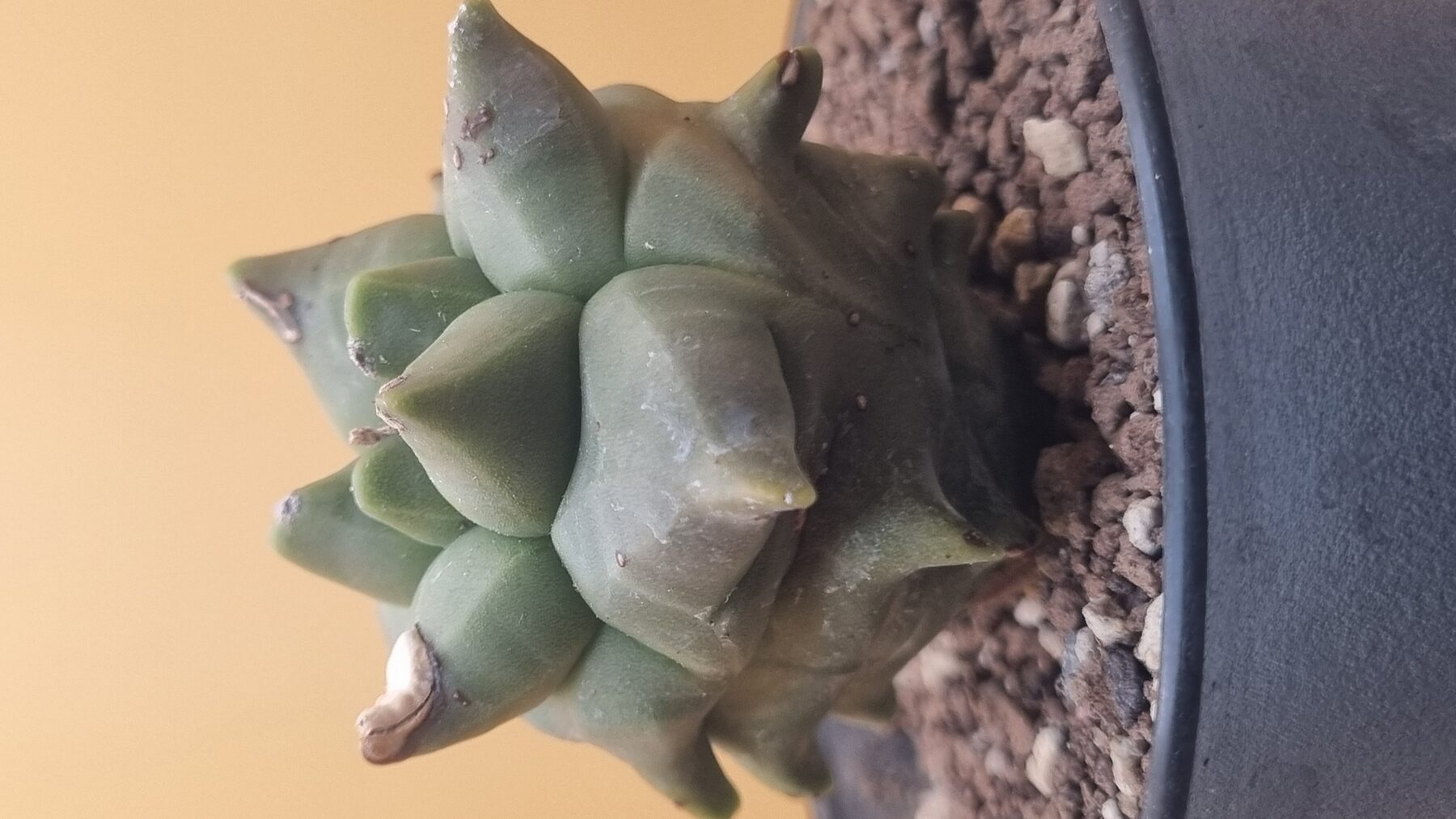 Astrophytum collection source photograph 09
