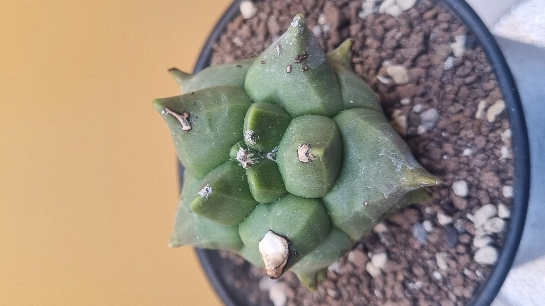 Astrophytum collection source photograph 10
