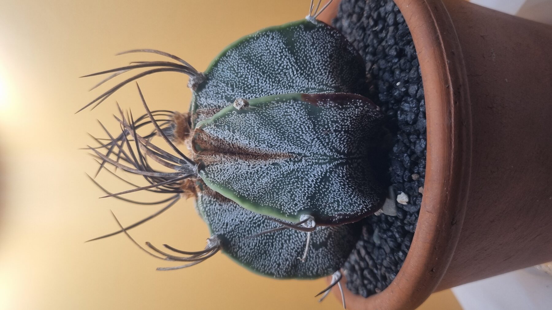 Astrophytum collection source photograph 11