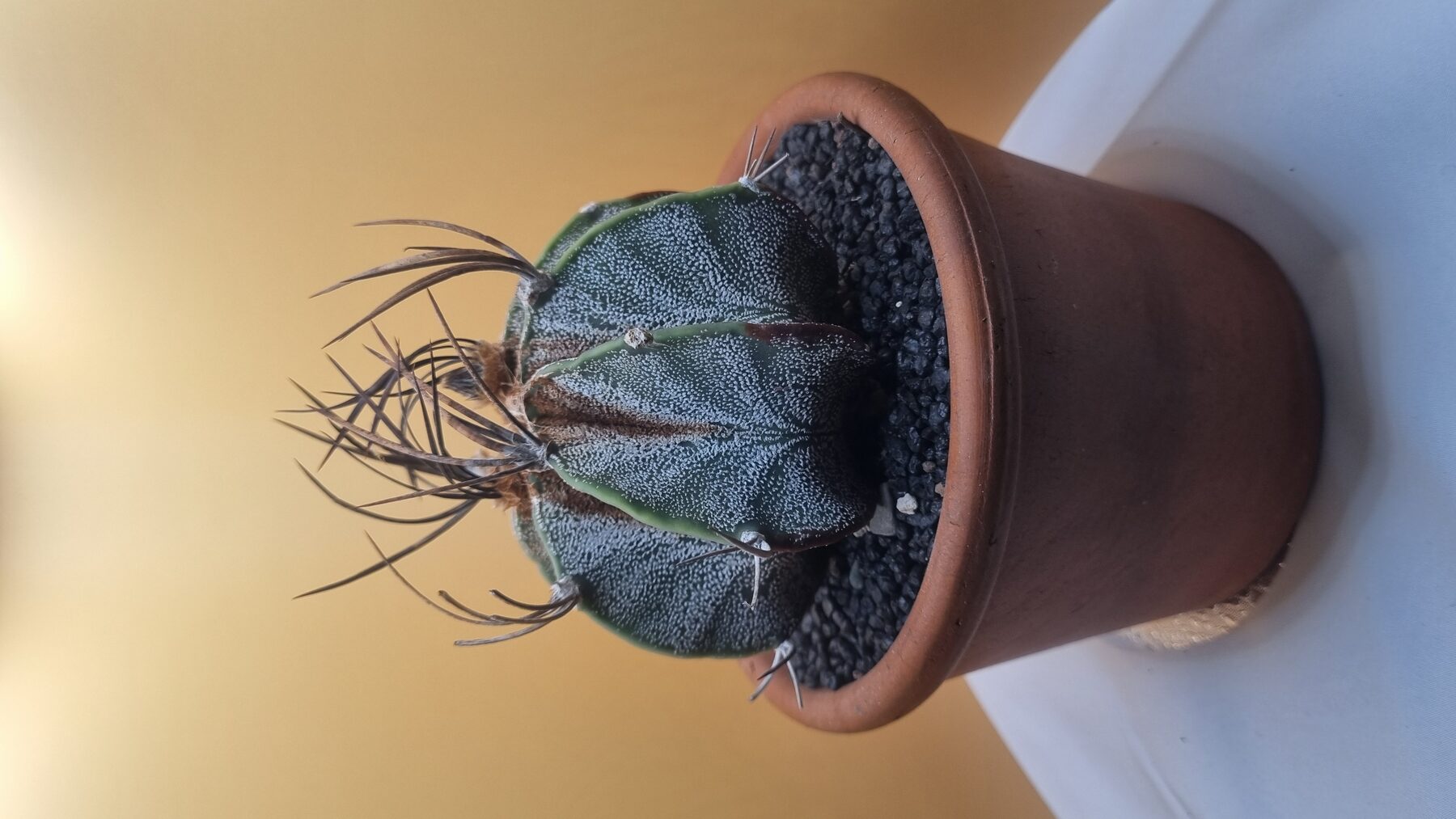 Astrophytum collection source photograph 12