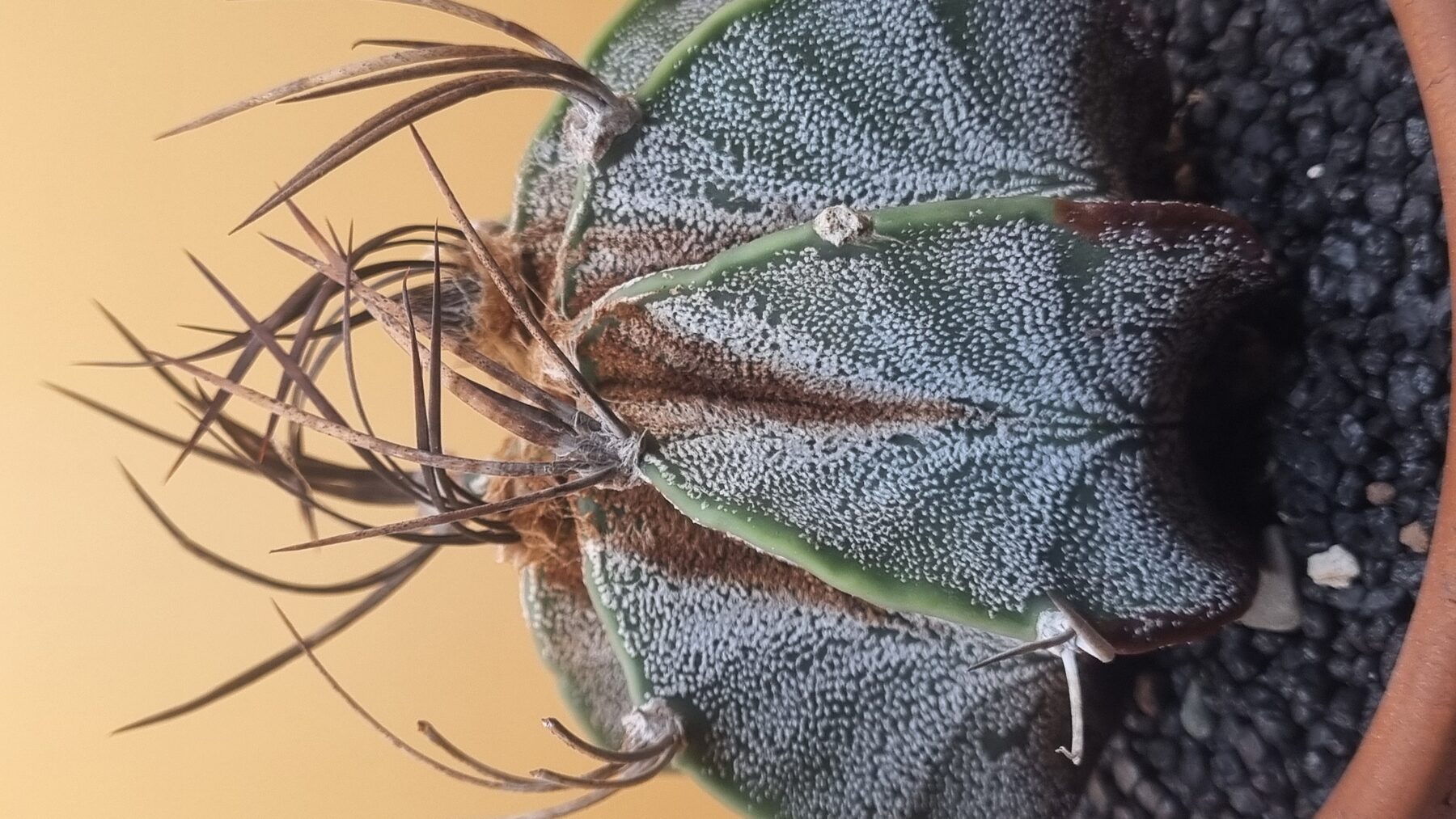 Astrophytum collection source photograph 13