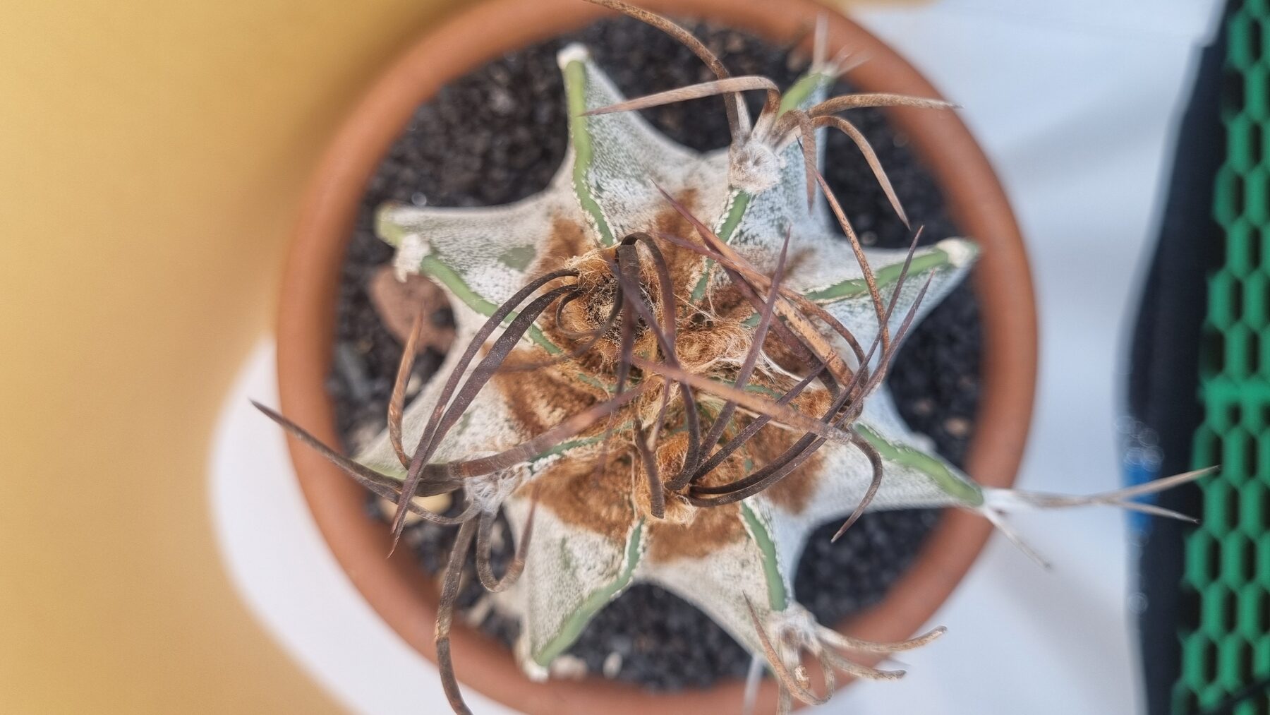 Astrophytum collection source photograph 14