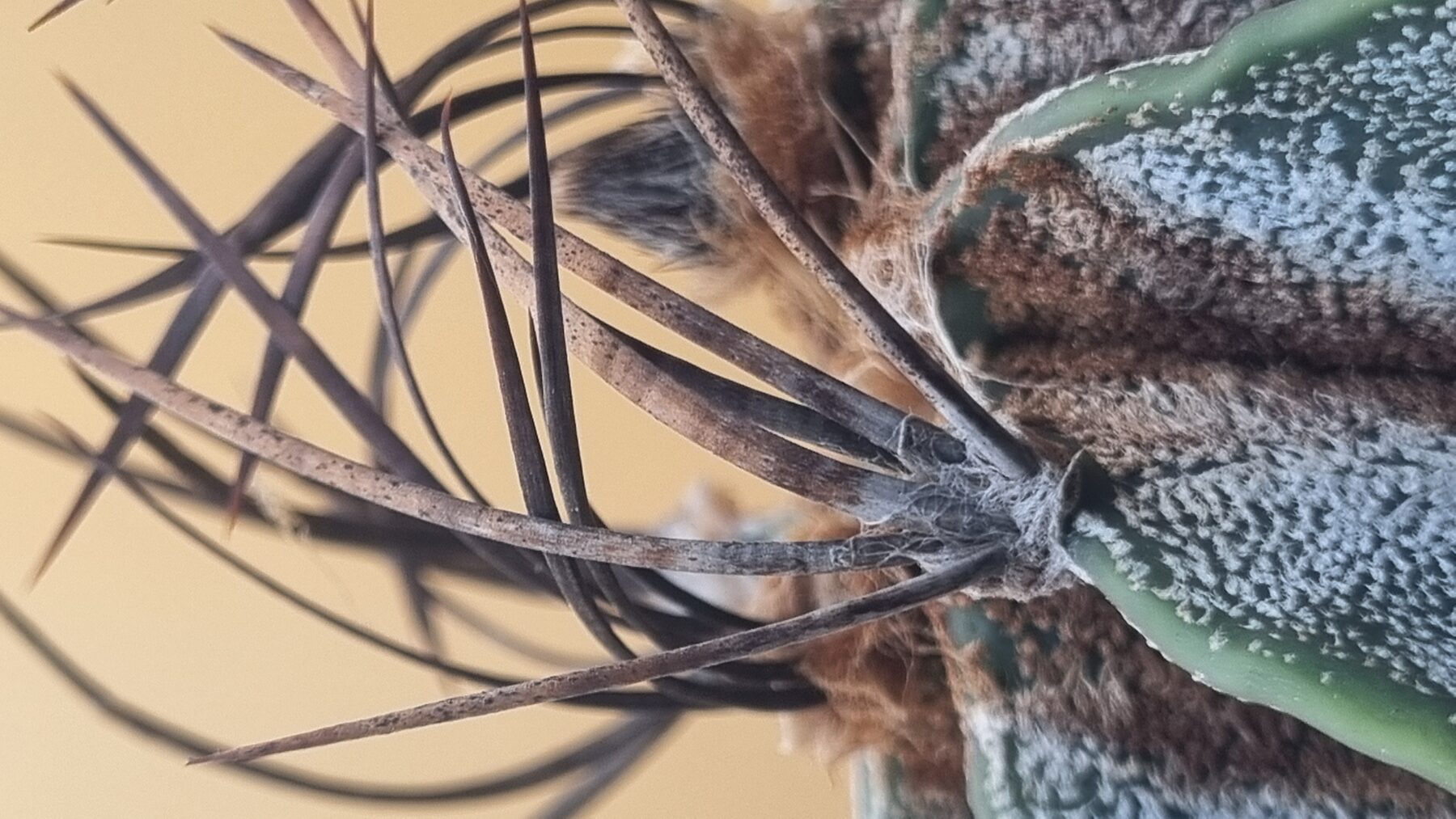 Astrophytum collection source photograph 16