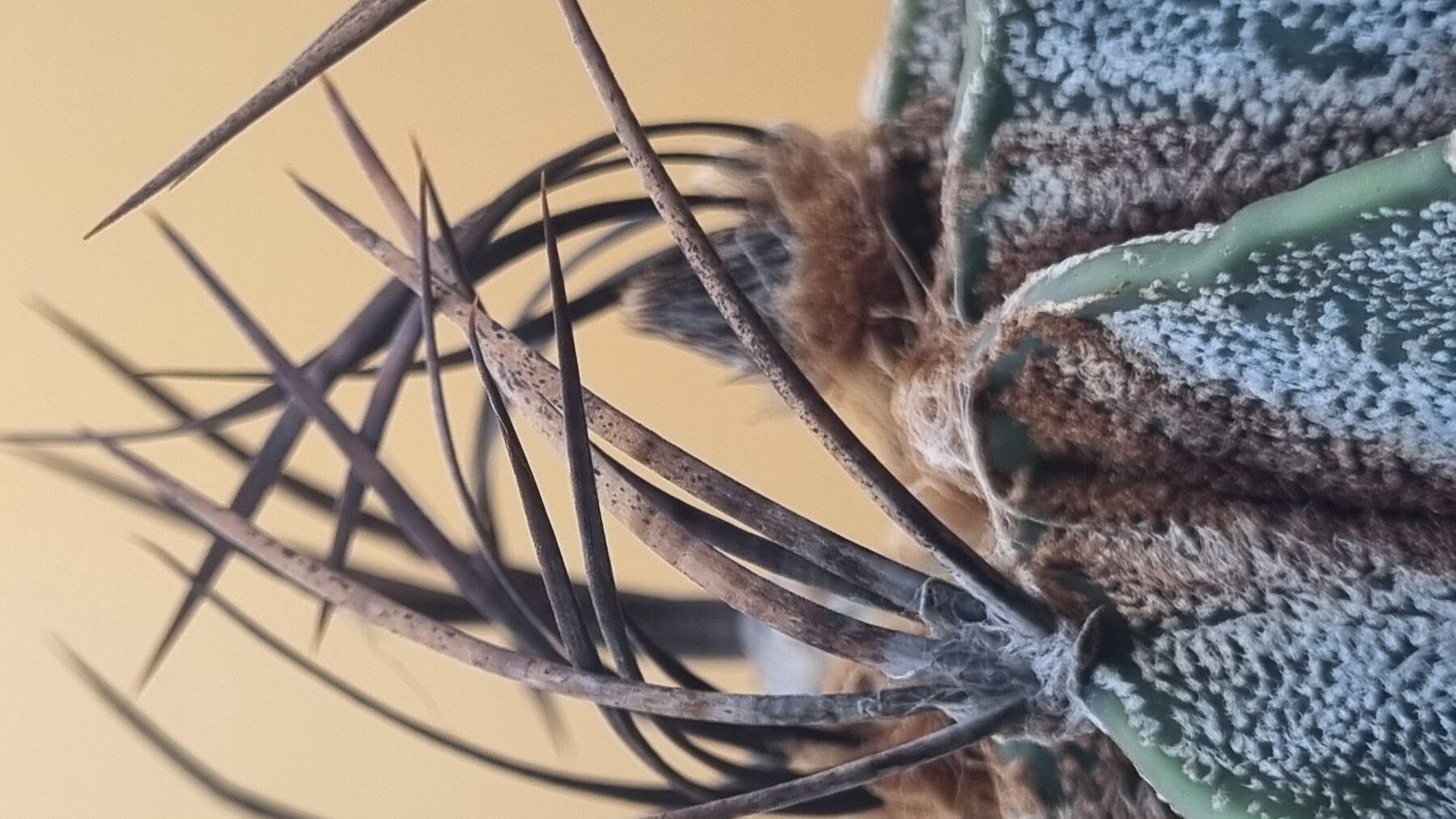 Astrophytum collection source photograph 17
