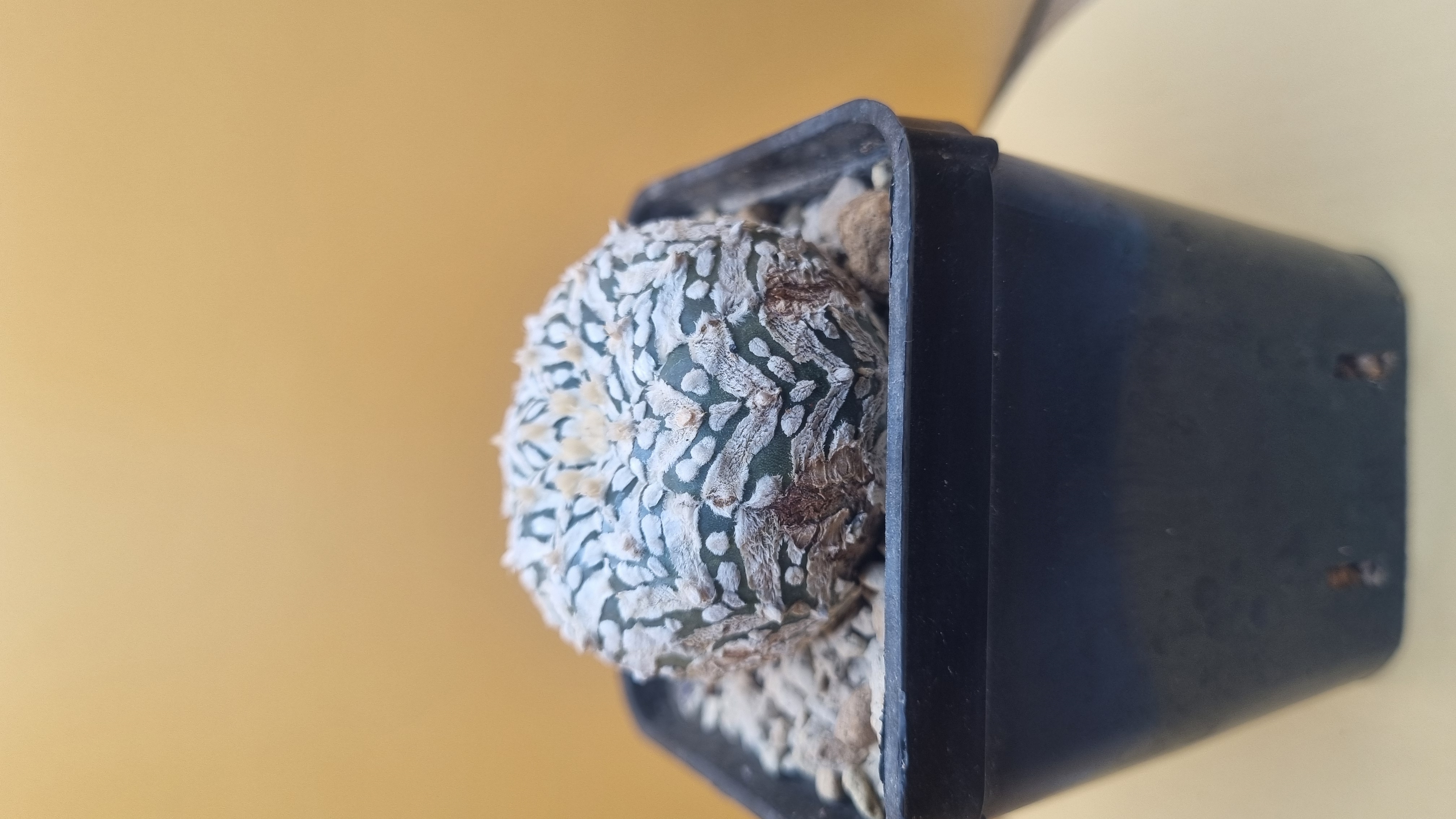 Astrophytum asterias Super Kabuto Snowflake covered in dense white flecks