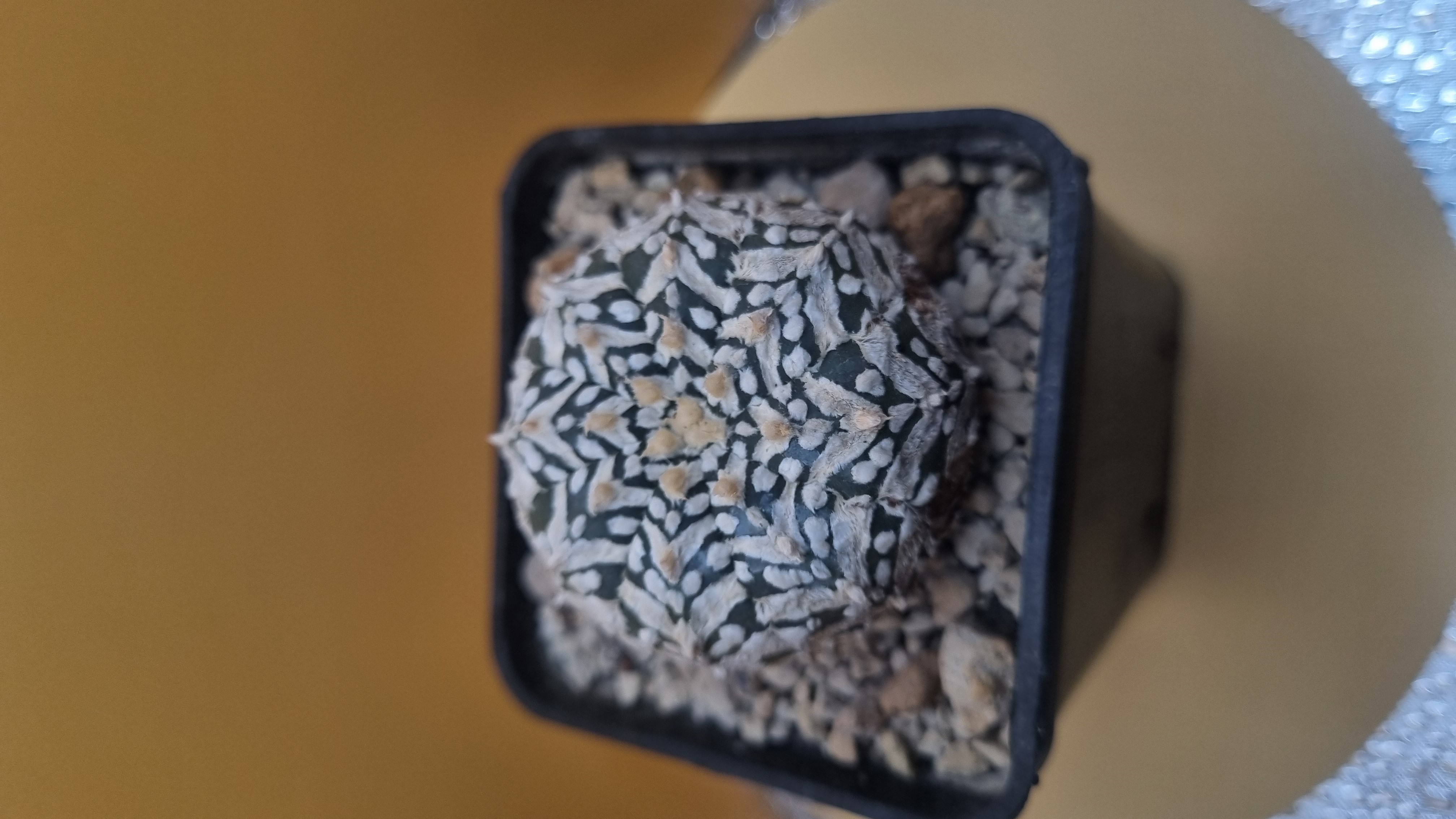 Close view of the white trichome pattern on the Super Kabuto Snowflake