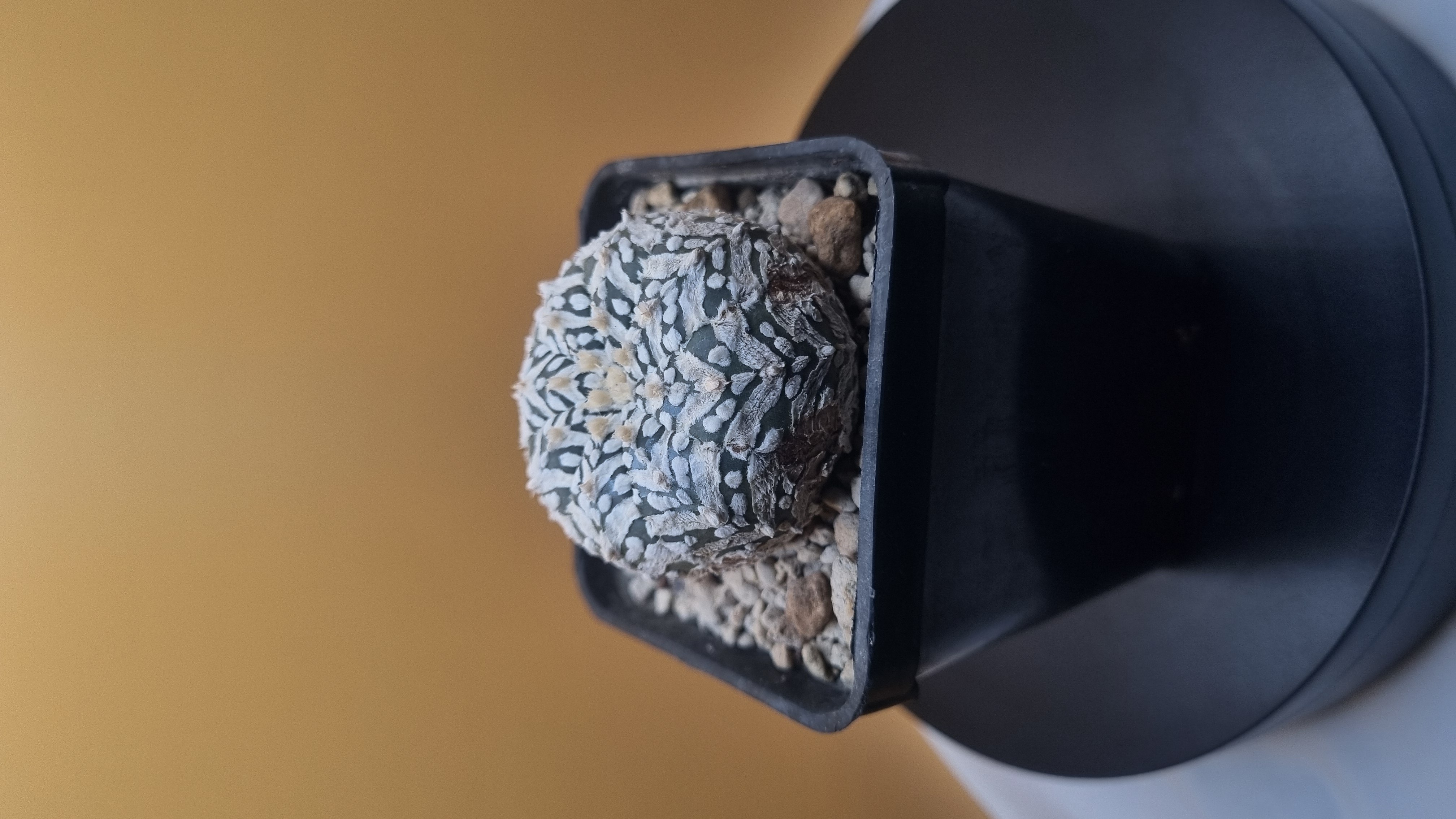 Side view of the Super Kabuto Snowflake body and ribs