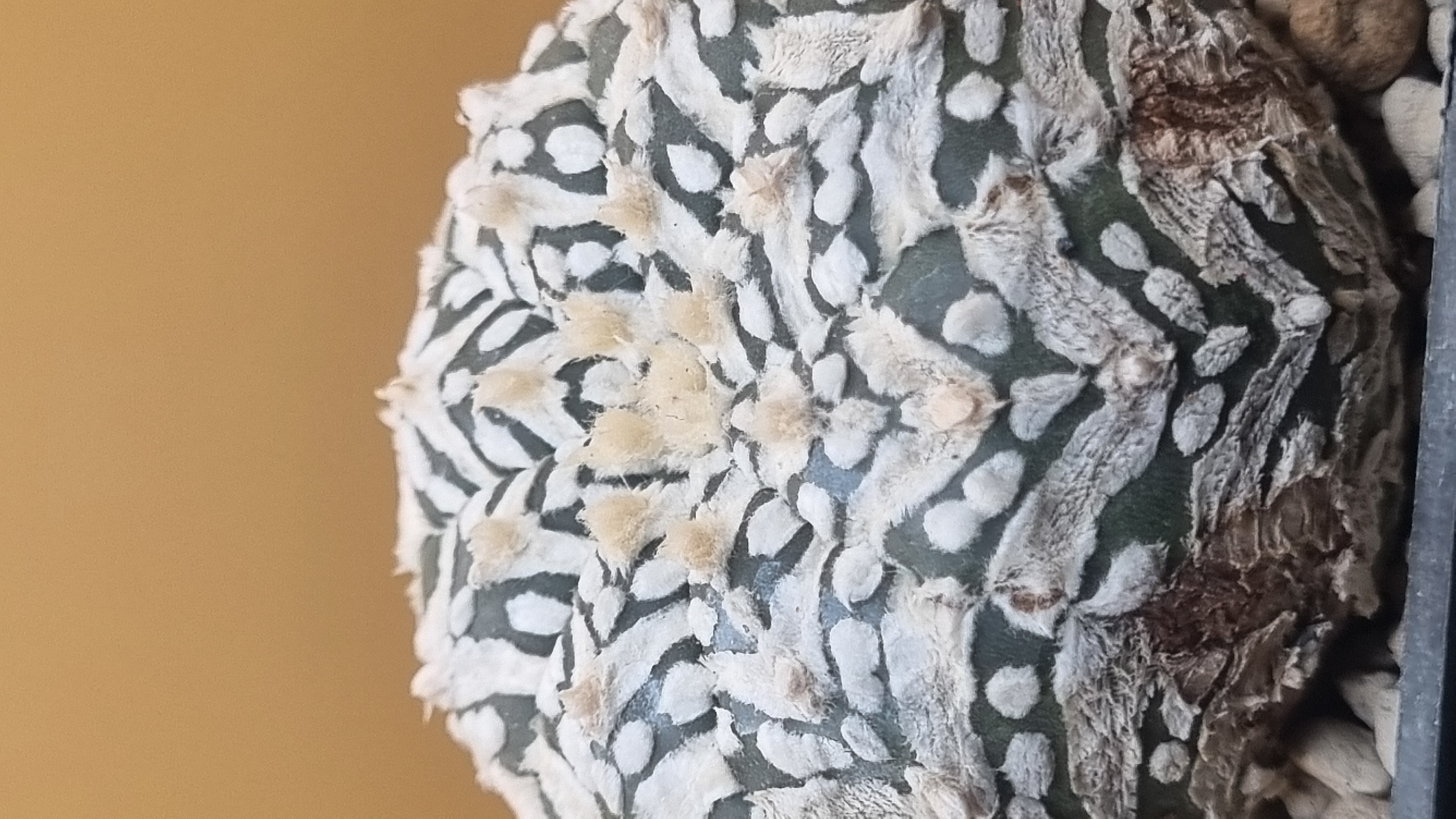 Another view of the patterned epidermis