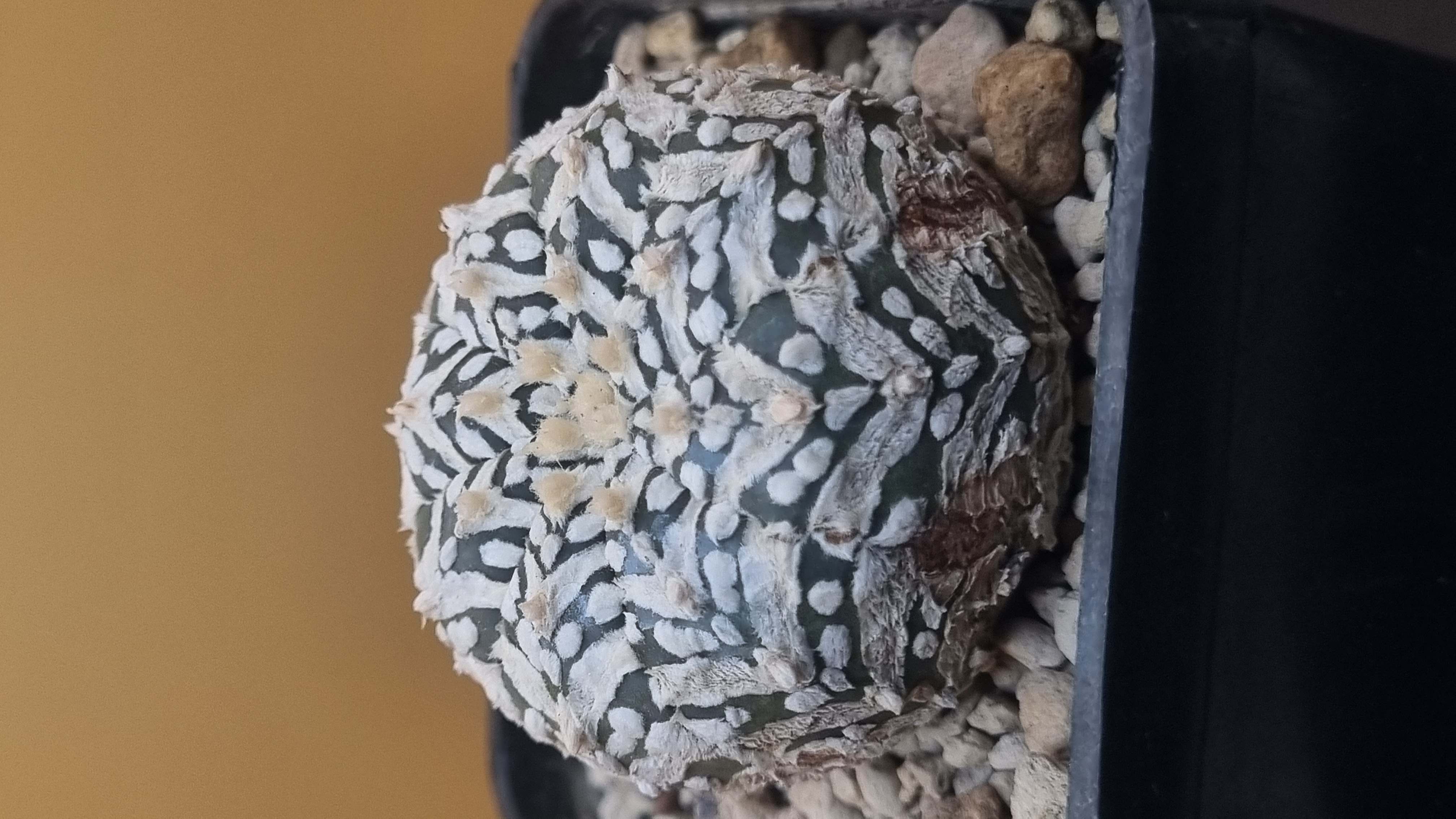 Collection view of the Super Kabuto Snowflake specimen