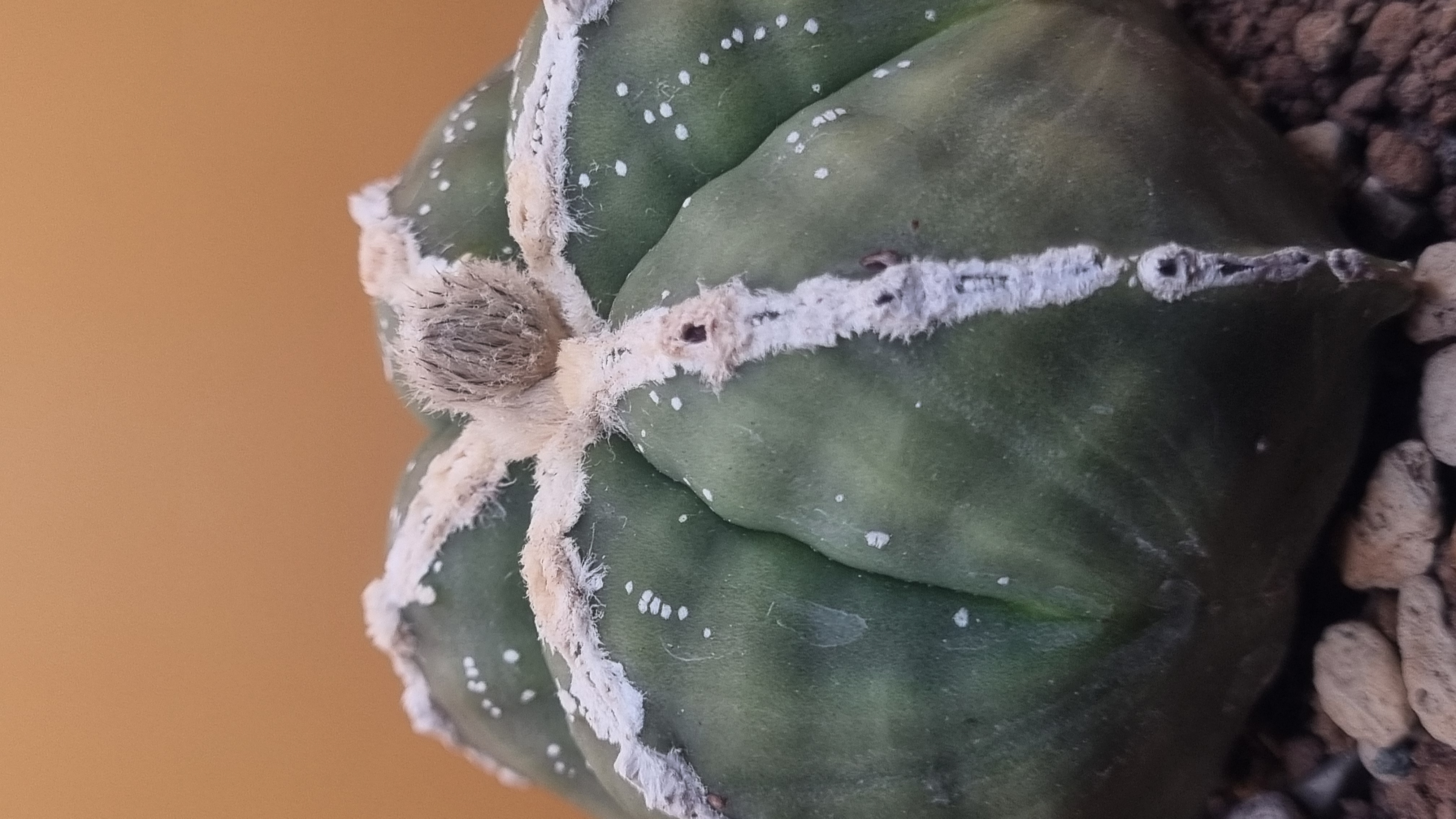 Side view of the green V-Shape Super Kabuto specimen