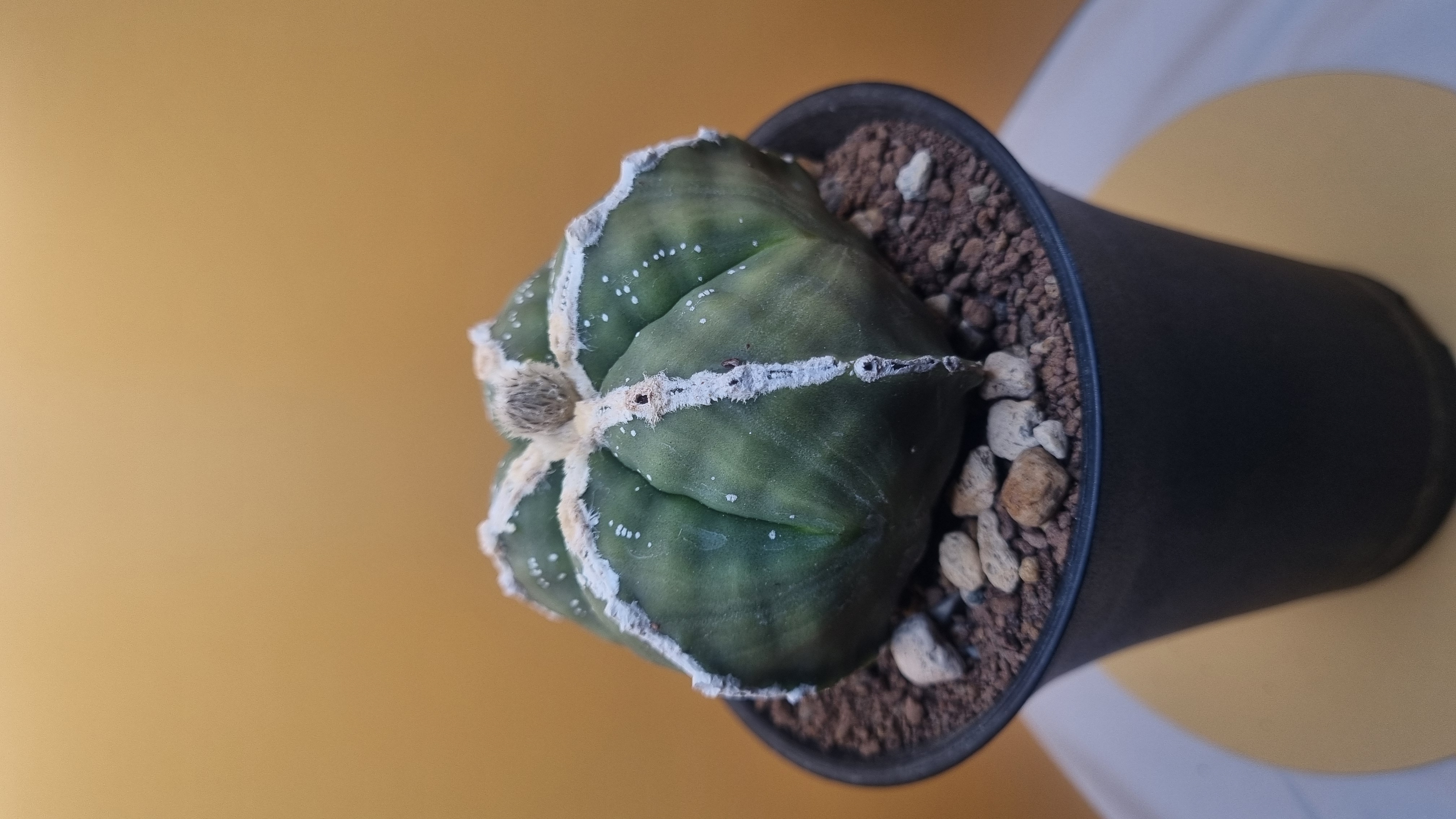 Front view of the V-Shape Super Kabuto specimen in its pot