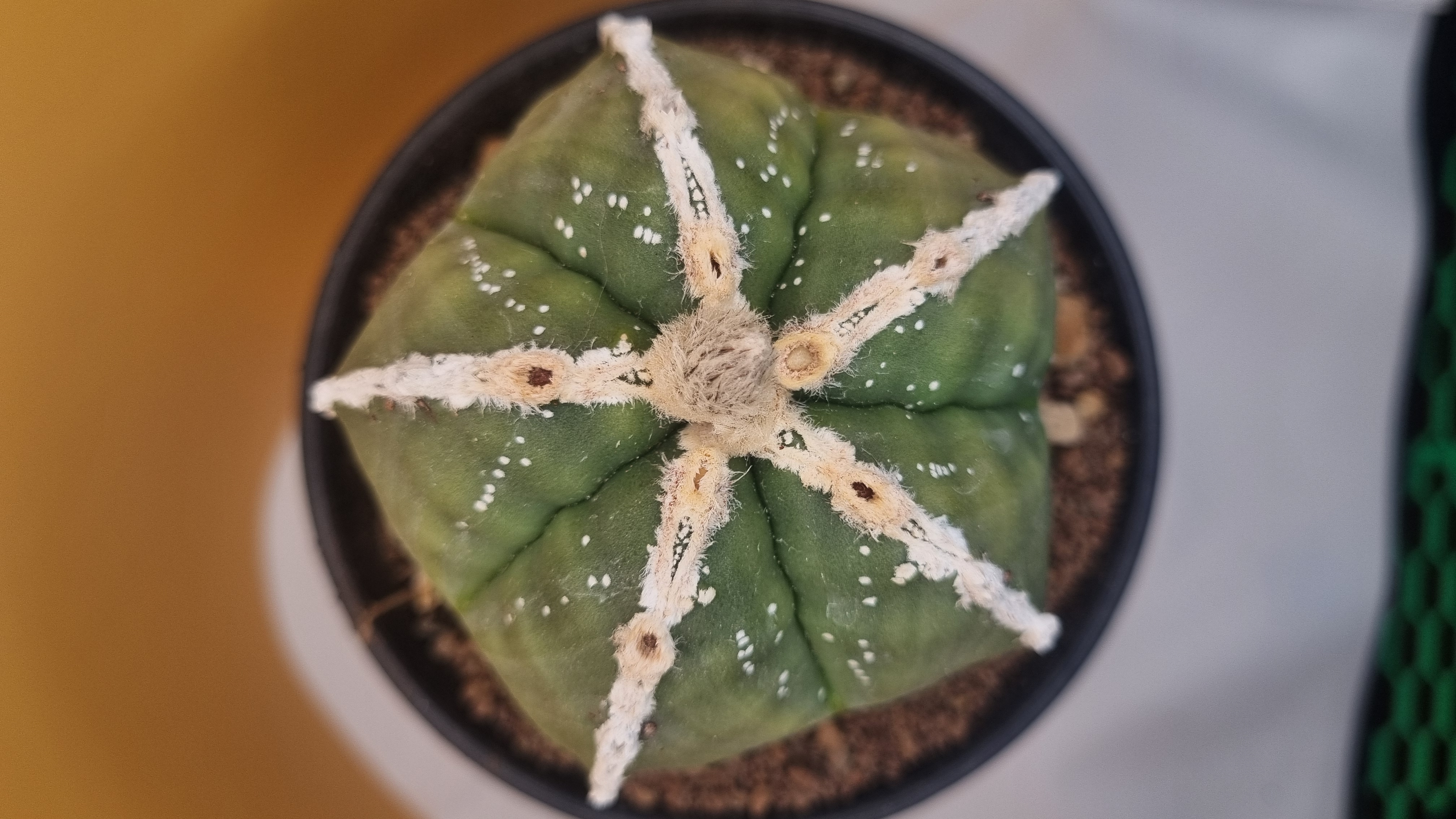 Top view showing the V-shaped pattern across the ribs