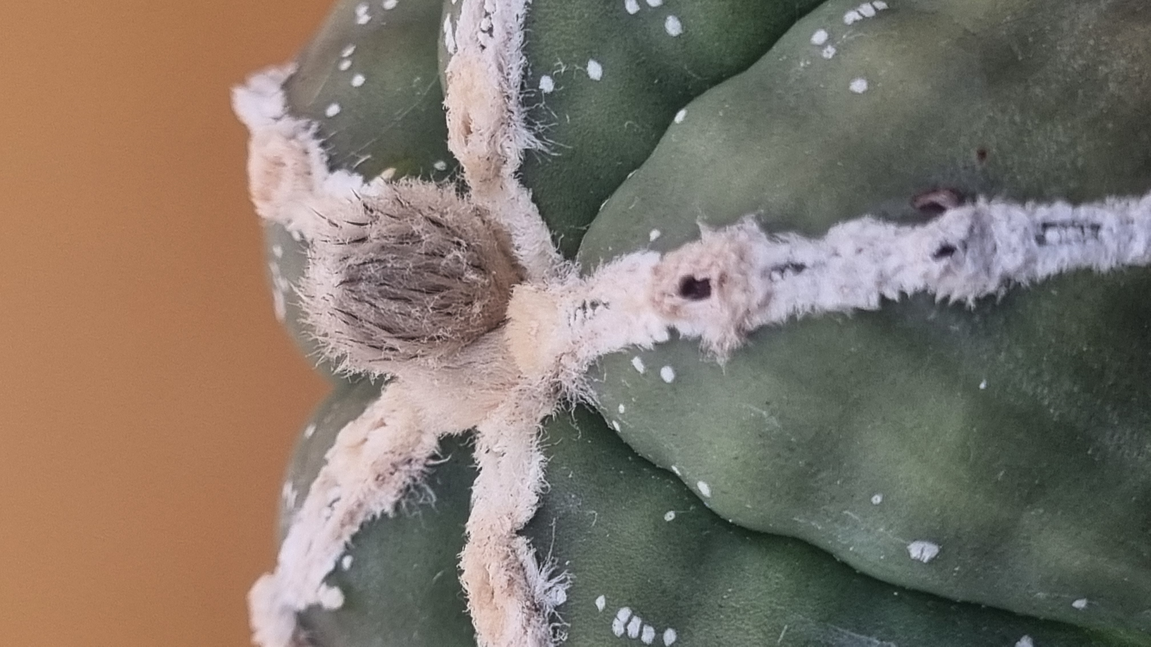 Astrophytum myriostigma White Line with continuous white woolly rib lines