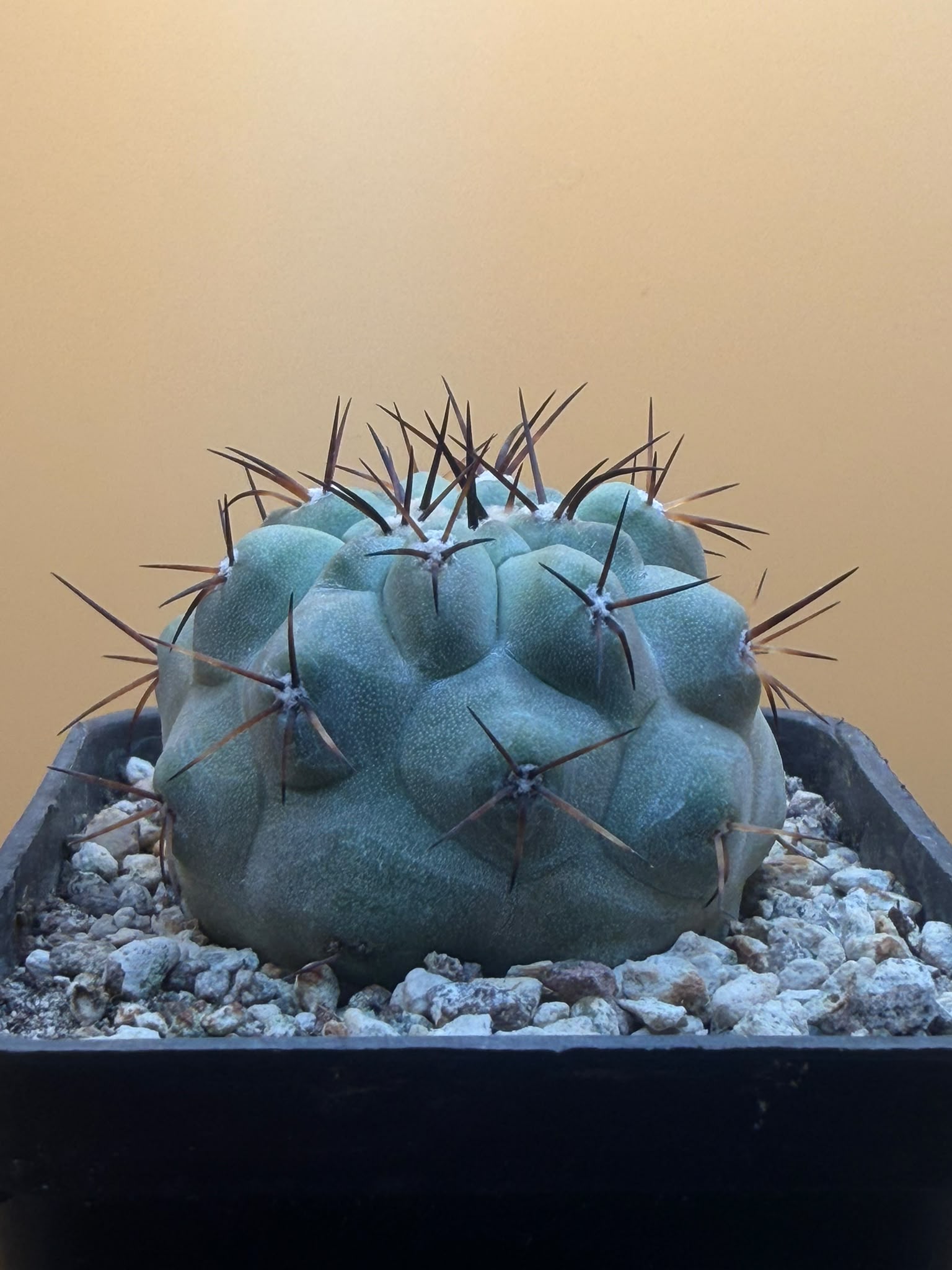 Blue-green Copiapoa columna-alba with dark spines in a mineral substrate