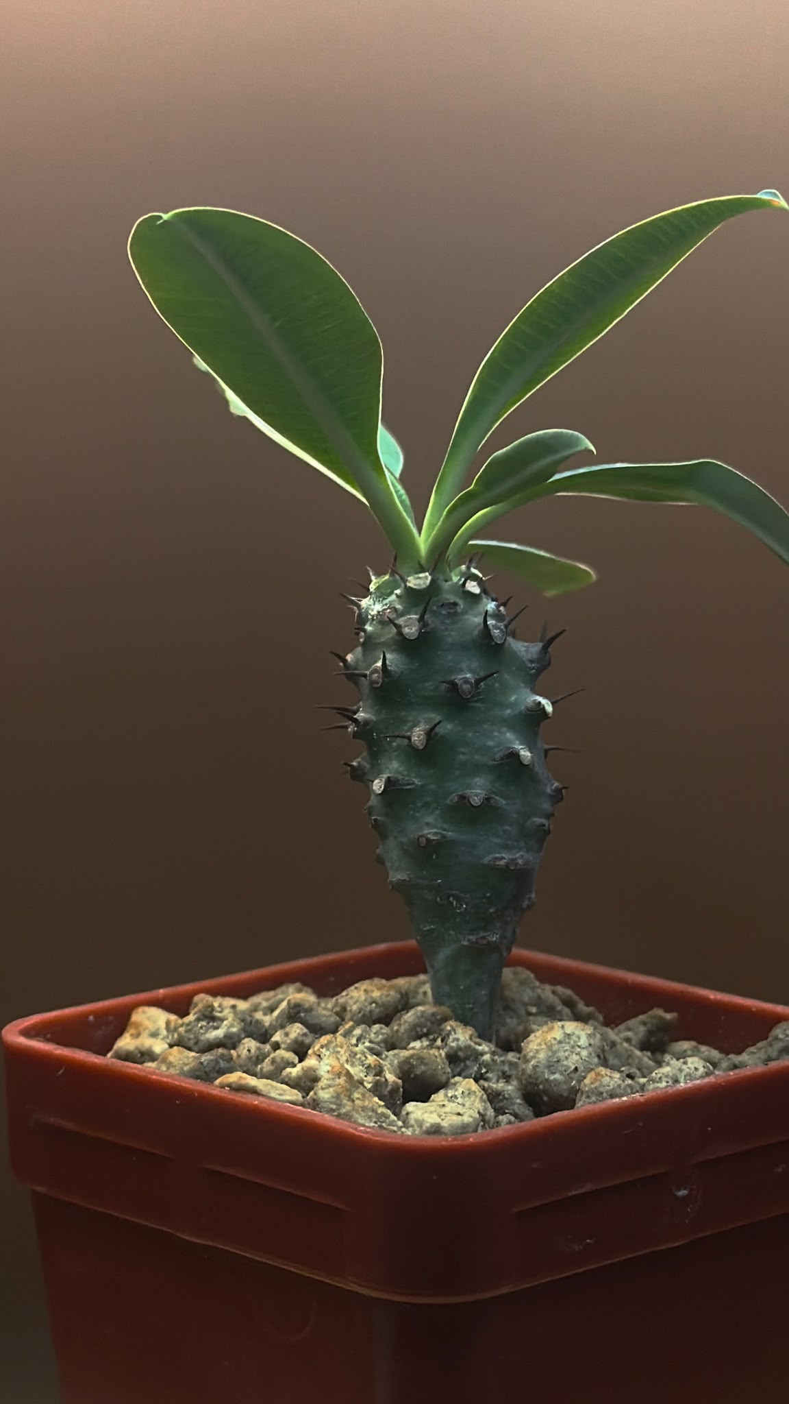 Euphorbia pachypodioides with a spiny green caudex and long leaves